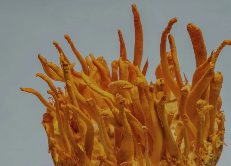 Cordyceps-Nootropics