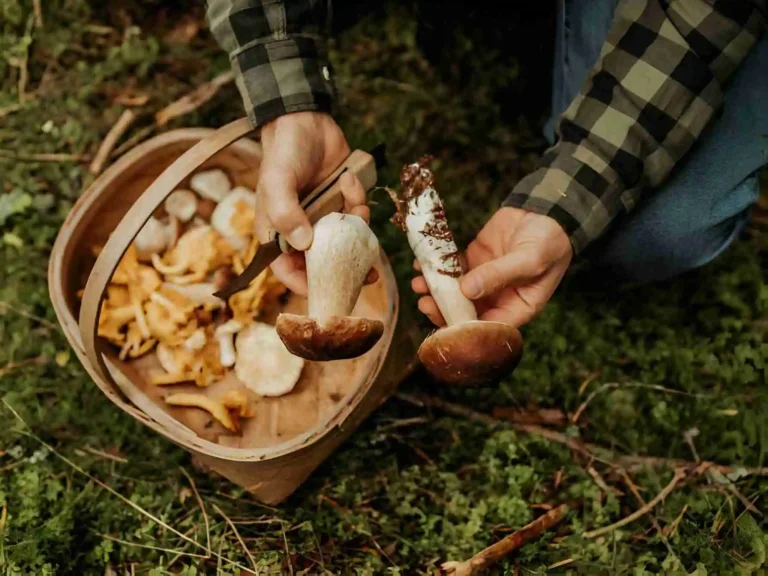 mushrooms-plant based protein