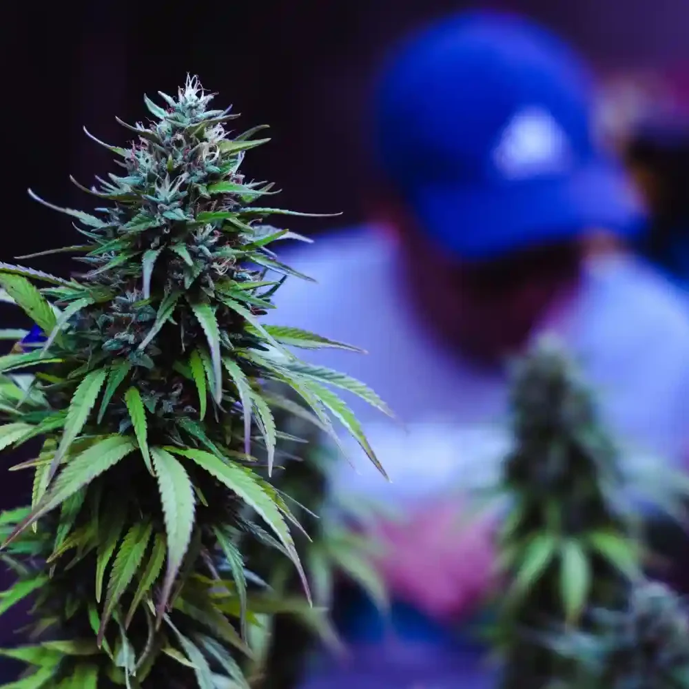 How Long Does Cannabis Take to Kick In?
